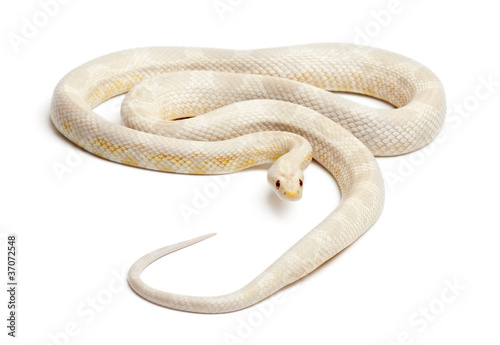 Snow Corn Snake or Red Rat Snake, Pantherophis guttatus