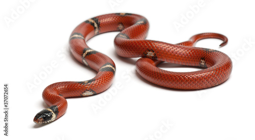 Sinaloan milk snake, Lampropeltis triangulum sinaloae