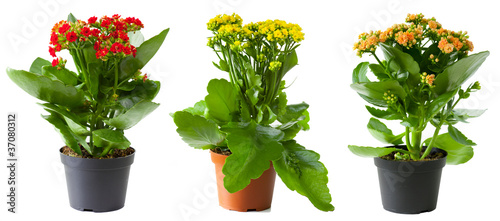 Three flowers of kalanchoe in pots isolated on white