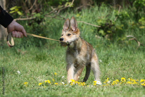 maitre qui tire la laisse de son chien