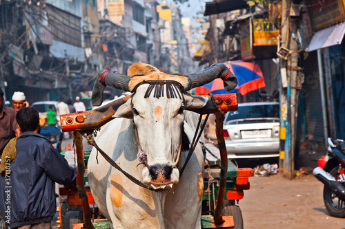 Ox cart transportation on early morning in Delhi, India