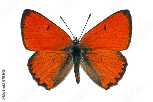 Male of Large Copper (Lycaena dispar), endangered butterfly
