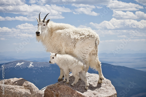 Mountain Goat with Kid