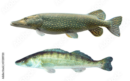 Pike (Esox Lucius) and Pikeperch (Sander Lucioperca).