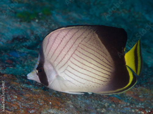 indian vagabond butterflyfish