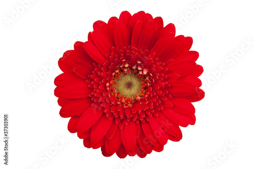 Large red flower with petals of orange gerbera
