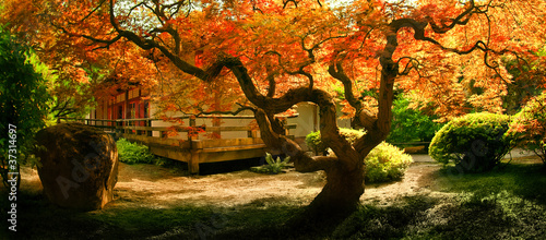 Tree in an Asian Garden