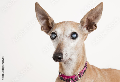 old dog with eye cataract