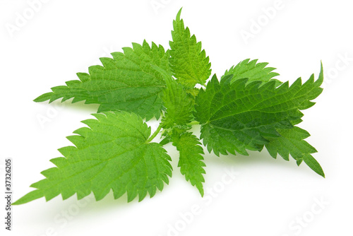 Leaves of nettle