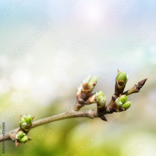 Leaf bud