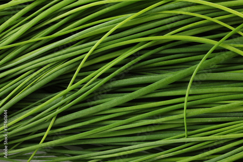 beautiful green onion chives closeup