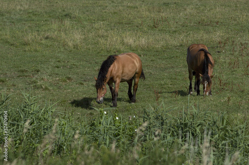 Polish horses