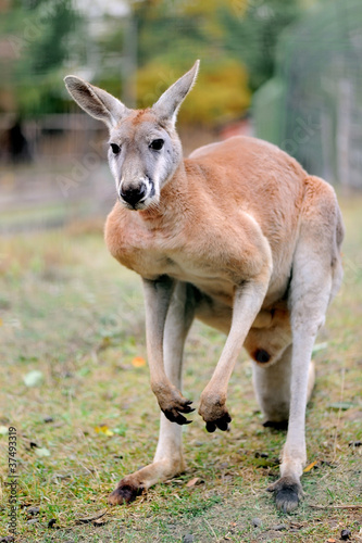 Kangaroo