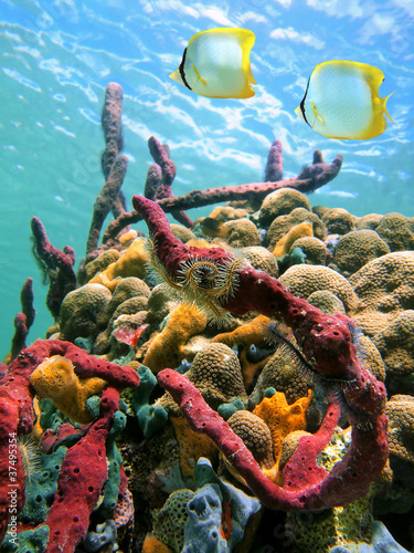 Colorful sea sponges and tropical fish in a coral reef with water surface in background, Caribbean sea