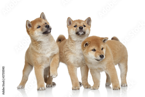 Three Shiba inu puppies on white background