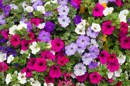 Colorful petunia flowers close up.