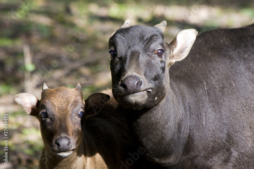 Young lowland anoa (Bubalus depressicornis) and its mother