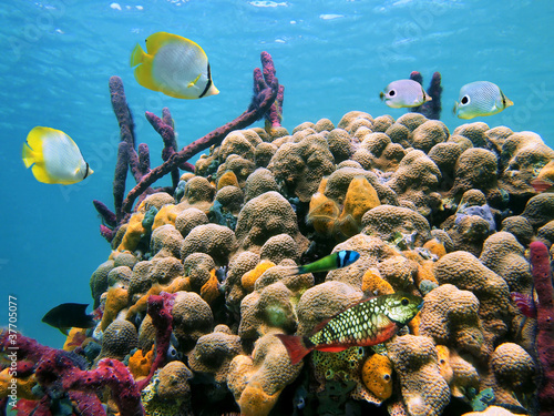 Underwater tropical fish in a colorful coral reef with water surface in background, Caribbean sea
