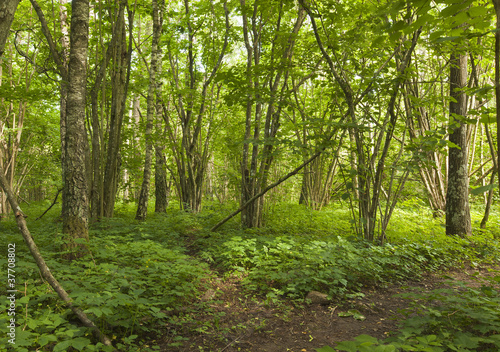 Woods with hazel