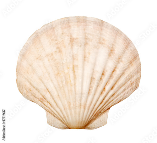 shell isolated on white