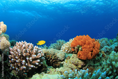 Colorful Corals on a Red Sea reef