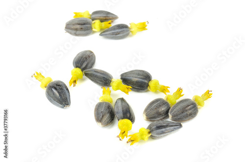 Black Sunflower Seeds with Corollas Isolated on White Background