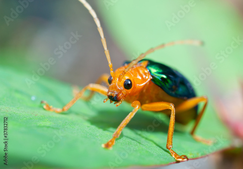 Bombardier Beetle (brachinus alternans)