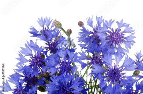 Beautiful blue cornflower