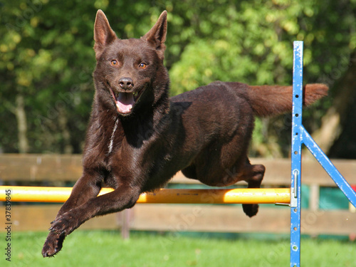 Agility - Kelpie über Hürde