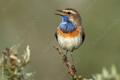 Bluethroat (Luscinia svecica)