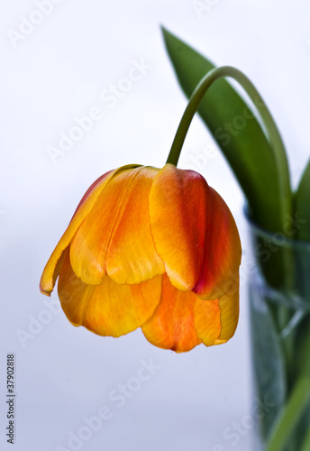 Tulipan