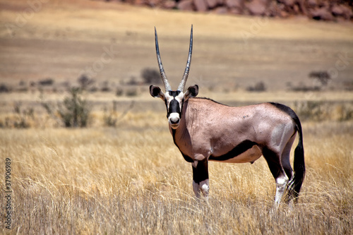 an oryx in the namib naukluft national park namibia africa