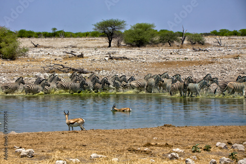 zebra at okaukueho etosha national park