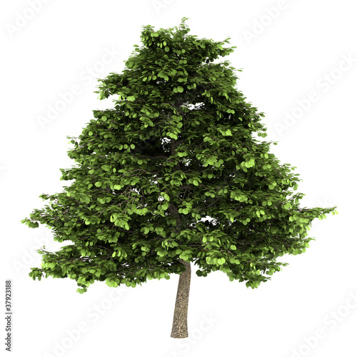 grey alder tree isolated on white background