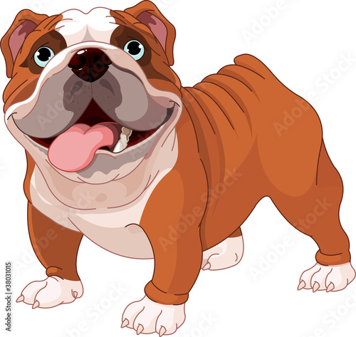 English bulldog