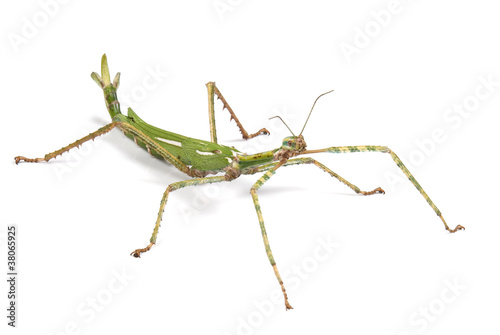 Giant Goliath Stick Insect on white background