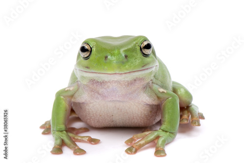 Green tree frog