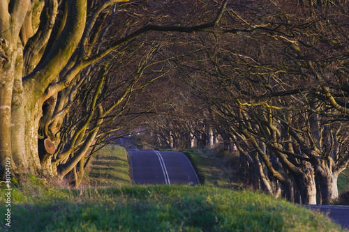 Beech avenue at Kingston Lacy