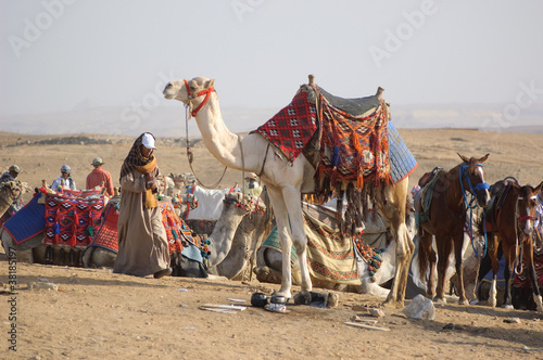 Bedouin with camel on desert of Egypt