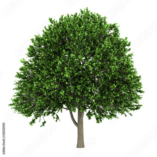 american elm tree isolated on white background