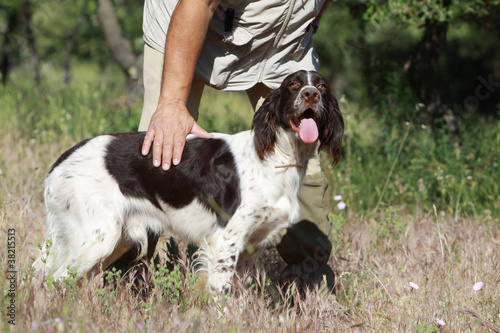 french spaniel learning to hunt