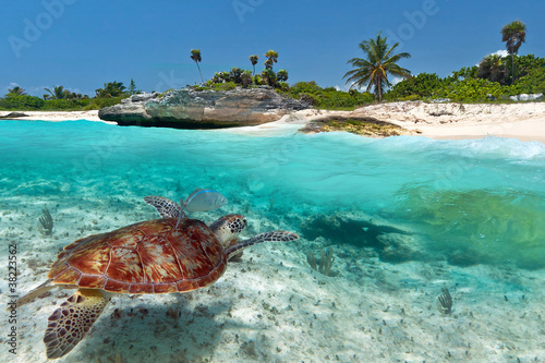 Caribbean Sea scenery with green turtle in Mexico