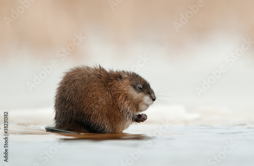 Wintering muskrat (Ondatra zibethicus) on the edge of the ice