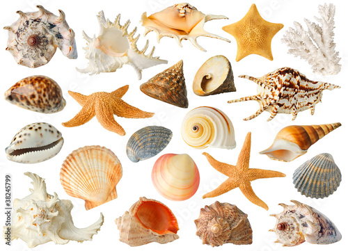 Pojedyncze obiekty morskie. Duża kolekcja muszli morskich i gwiazd na białym tle