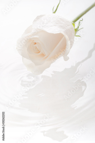 Isolated white rose with water drop creating ripples on water