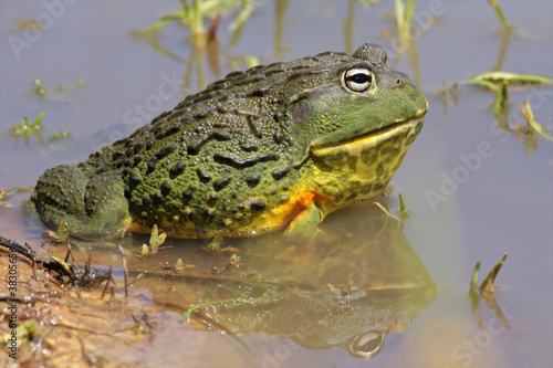 African giant bullfrog