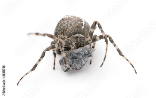 European garden spider, diadem spider, cross spider