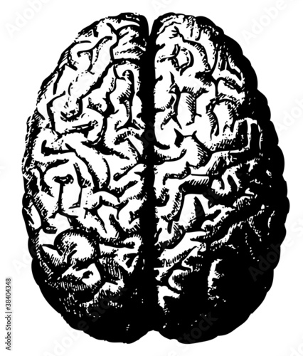Engraved illustrations of brain.