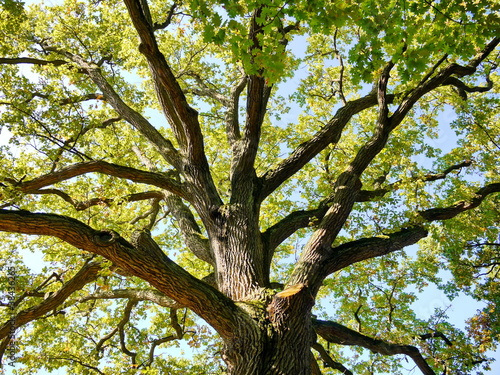 Eiche Baumkrone Baum Natur 