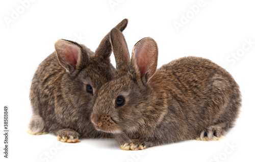 rabbits isolated